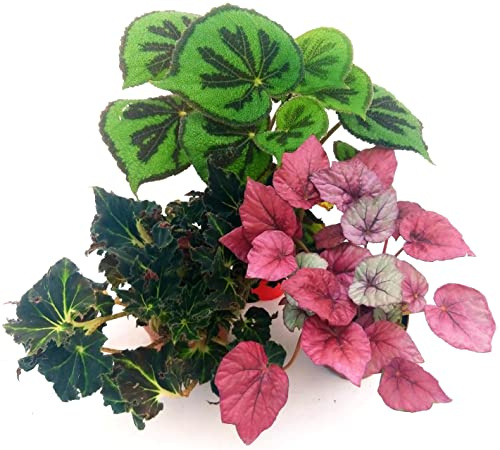 POWERS TO FLOWERS - BEGONIA REX TRIS: JUNGLE BLACK, INCA FIRE e MASONIANA, VASO 13CM, piante vere