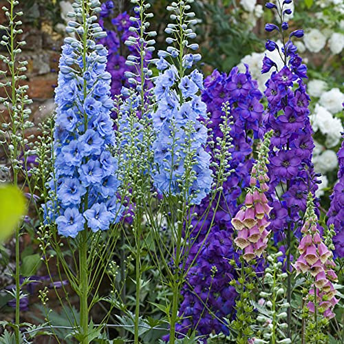 delphinium - Delphinium - Decorazioni autunnali per un giardino resistente arredamento per soggiorno con letto rialzato semi di tappezzanti, 250semi