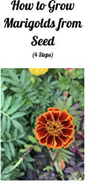 How to Grow Marigolds from Seed