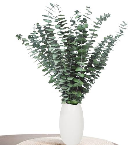 Aufisi Décoration en Eucalyptus - 22 pièces d'eucalyptus séché (43 cm et Plus), Eucalyptus séché pour décoration, Mariages, Accessoires de décoration intérieure, Arrangement de Fleurs séchées, Vert