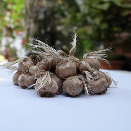 Bulbi di Zafferano | Crocus sativus | Circonferenza 10/+ cm (circa 3 cm di diametro) - 3/5 fiori già dal primo anno - PREVENDITA VANTAGGIOSA - CONSEGNA IN AGOSTO 2026 (50)