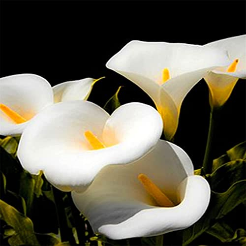 Riesenzwiebeln | Calla Mix | Blumenzwiebeln mit Sommerblüte | Balkon und Garten