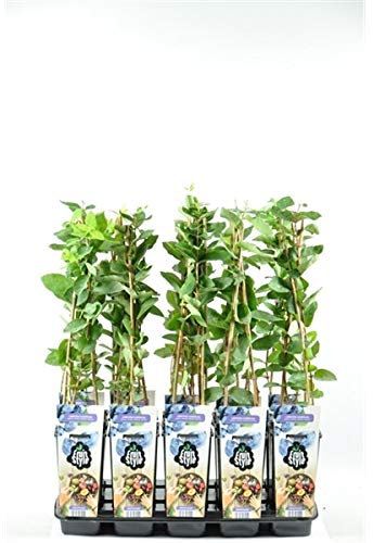 Sibirische Blaubeere - Honigbeere - Lonicera caerulea Wojtek 60 cm