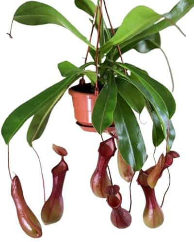Planta Carnívora Viva Nepenthes Jarritas de Mono Planta Colgante