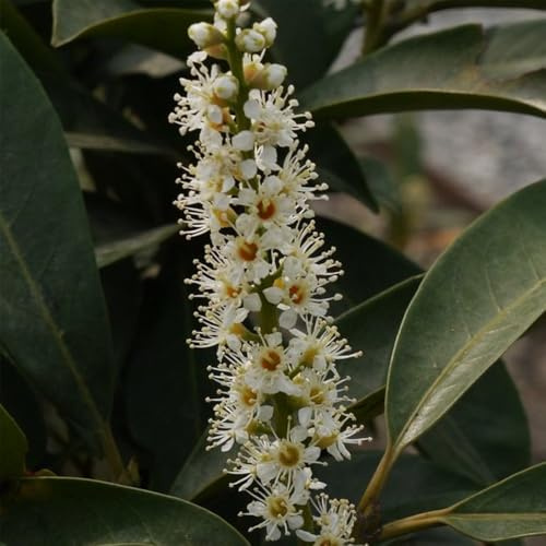 semillas de seto de laurel cerezo, jardín perennes resistentes laurel cereza, resistentes, interior, 15pcs
