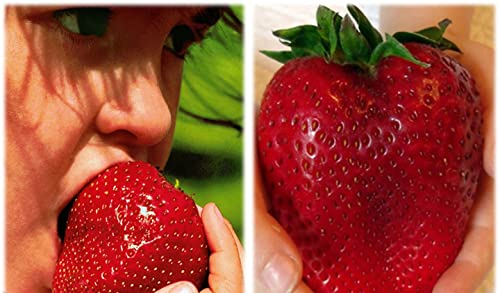 Set 10 STÜCK Erdbeerpflanzen ERDBEEREN Superobst Erdbeeren Gigant Riesenerdbeere