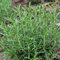 PERZOE 400 Stück Rosmarinsamen, Rosmarinus Officinalis Kräutersamen DIY Gartendekoration