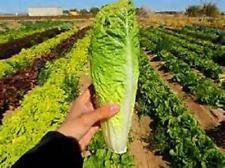 100 halb Romaine Paris Insel lattuga Romana nuovi semi per il 2017 Non-GMO Erbstück