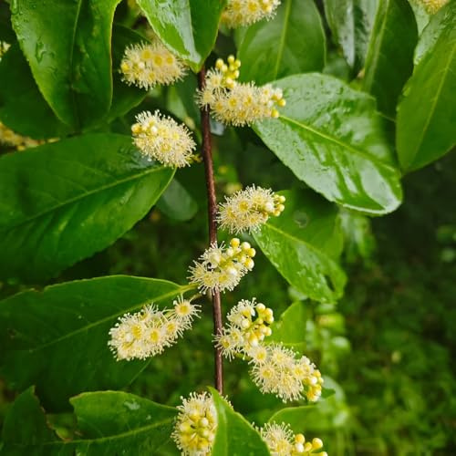 semillas de laurel cerezo - organicas exterior perennes resistentes Balcón 100pcs
