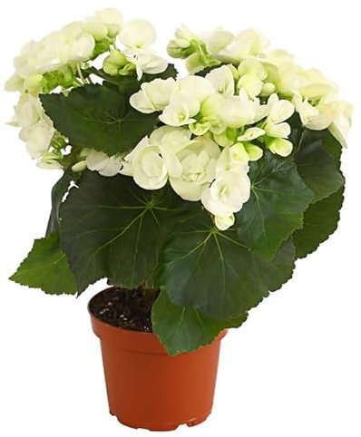 Begonia Elatior |DECOALIVE | Planta con Flor |Colores muy Llamativos