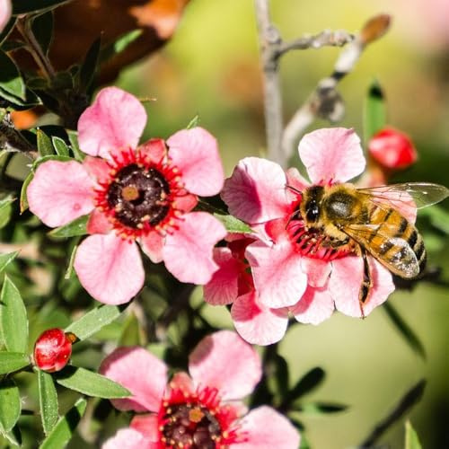 Semi di manuka, Leptospermum scoparium, semi di per gli ospiti di mirto del Mare del Sud - rari biologici semi di campo perenni 300pcs