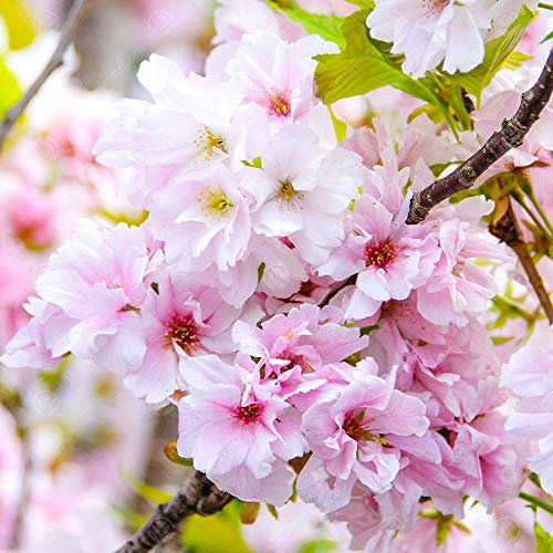 GardenersDream Prunus 'Amanogawa' Outdoor Plant - Japanese Flowering Cherry Blossom Tree - Healthy Outdoor Garden Ready Flowering Shrub for Patios and Borders (5-6ft incl. 12L Pot)