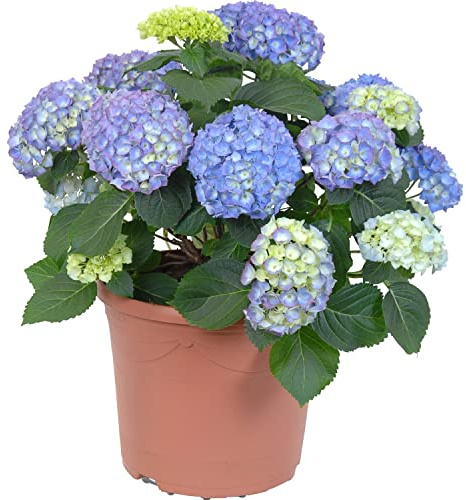 DECOALIVE Planta de Hortensia Natural con Flores de Color Azul