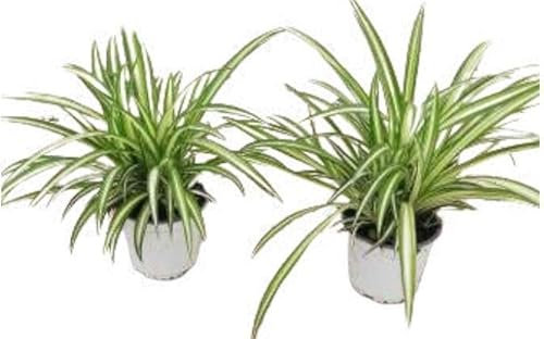 Chlorophytum - Pack 2 Plantas - Cintas, Plantas Araña o Lazos de Amor - Plantas Naturales