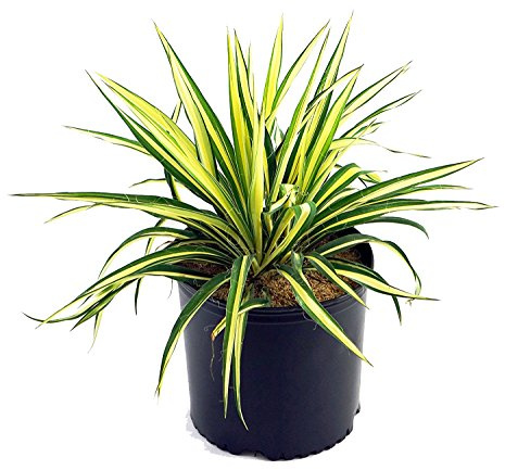 Yucca filamentosa 'Color Guard' (Yucca) Shrub, #2 - Size Container