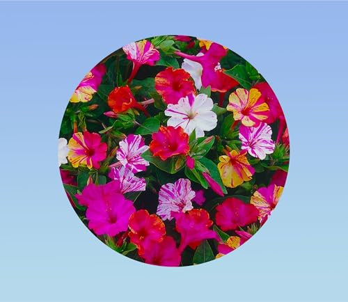 200 graines belle de nuit variée - mirabilis japala - belle de nuit variée - floraison abondante - fleur nocture - Merveille du Pérou