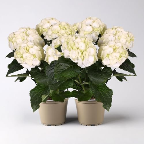 Hortensie weiß, Topf-Ø 13/14 cm, 7 Dolden, Höhe ca. 35 cm, 2 Pflanzen