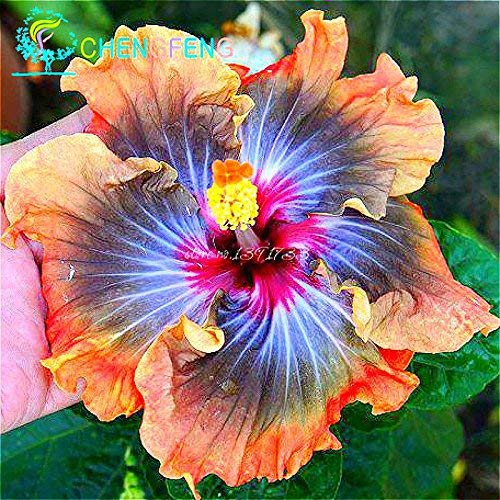 100 Riesen-Hibiskus-Blumensamen Indoor-Mix Farbe Seed DIY Hausgarten Topf oder Hof Blumenpflanze Staude Topf