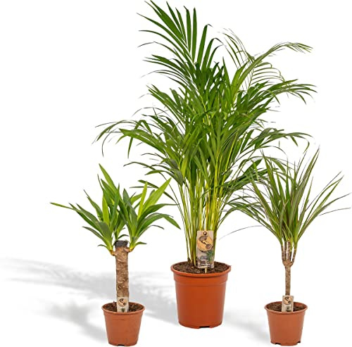 Set Plantas Interior XL Yucca + Palmera Areca + Dracaena Árbol Dragón Plantas Naturales Grandes +100cm