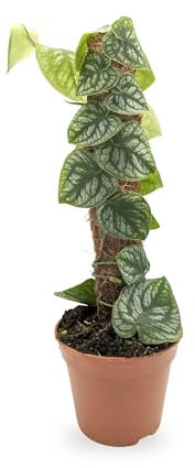 Monstera dubia (juveniel) on Pole 14cm