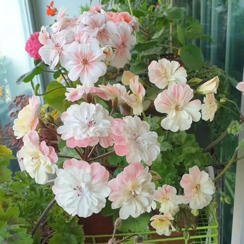 450 Pcs Geranien Samen Stehend - Pelargonium - Gartenblumen, Zimmerpflanzen Samen Geranien Pflanzen Samen Mehrjährig, Gartendeko Für Draußen, Balkonpflanzen Kräuterpflanzen, Blumen