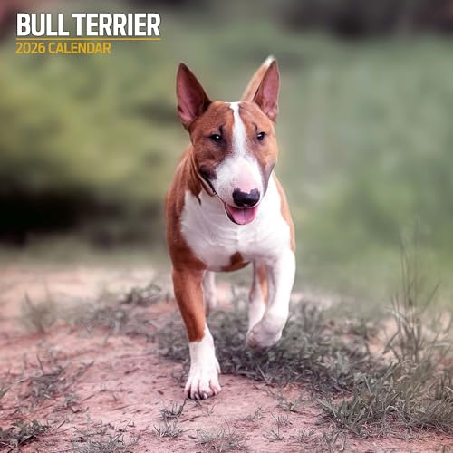 Bull Terrier 2026 traditionell kalender