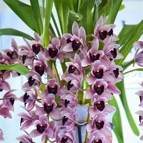 Calas Bulbos, Ideal para el Día de San Valentín, Cumpleaños, Cymbidium Bulbos De Phalaenopsis, Cymbidium Orchidee, Bulbos De Orquidea, 3bulbos-C