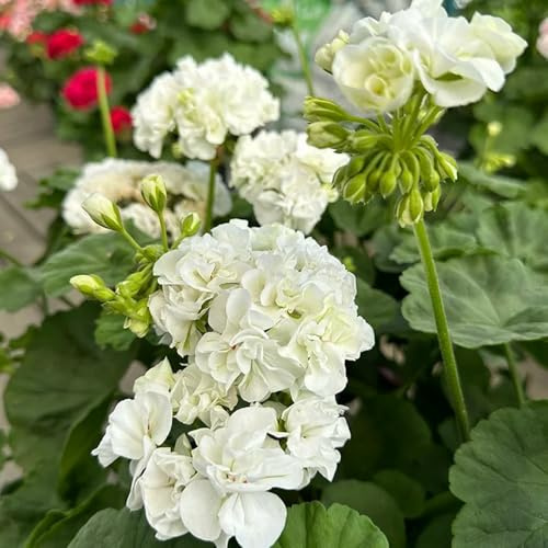Semillas de geranio resistentes - pelargonio - cubierta perenne resistente de perennes de balcón, decoración de sala de estar para 40pcs