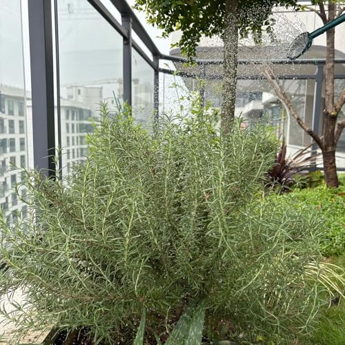 semi di rosmarino resistente all'inverno - per balcone e giardino da appartamento purificatrici dell'aria, 200pcs