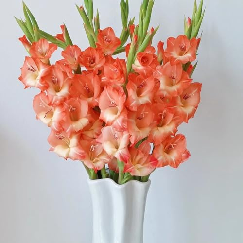 bulbos de gladiolosa resistente - jardín decoración balcón raras 15pcs