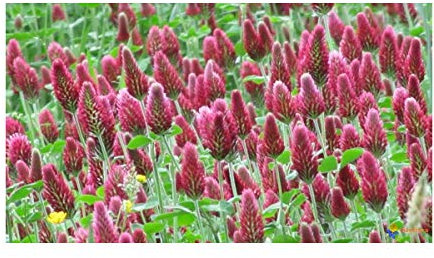 Multitanks - Trèfle Incarnat Engrais vert 500gr Vilmorin - 200m2