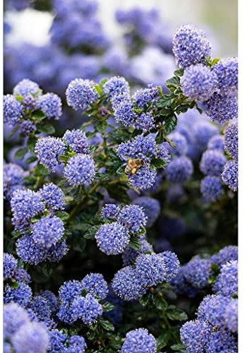 Ceanoto “Ceanothus thyrsiflorus repens”, Lillà della California, Pianta in Vaso 7x7 cm, Pianta fiori da esterno vera, Vivaio di Castelletto