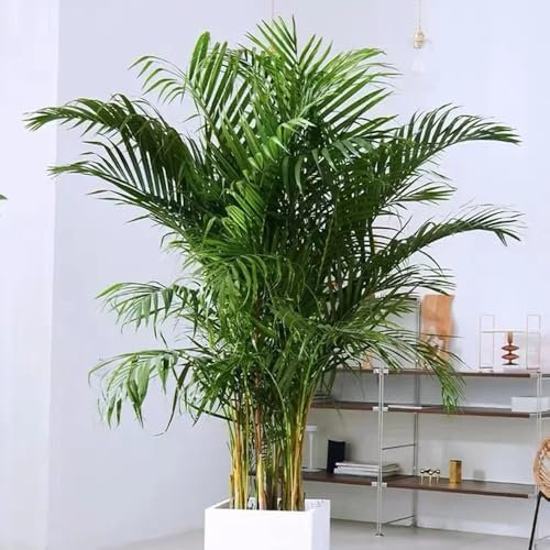 goldfruchtpalme samen - winterharte pflanzen für garten, pflanzen winterhart pflanzensamen, topfpflanzen für draußen deko wohnzimmer, seeds deko pflanzen, balkongewächshäuser samen, 30pcs