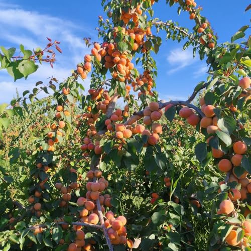 albaricoquero comprar bonsái de interior trepadora reverdecimiento de tejados semillas invernaderos balcón resistentes para jardines 20pcs