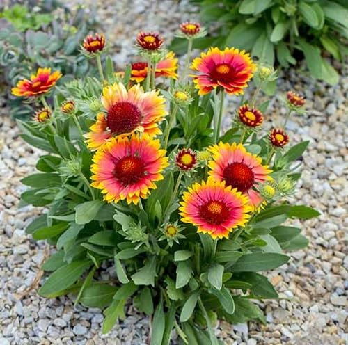 graines de fleurs de gaillarde 100pcs rouge, jaune
