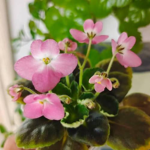 Semillas de la violeta africana, raras de otoño resistentes semillas orgánicas invernaderos balcón variedades antiguas en silvestres 50pcs