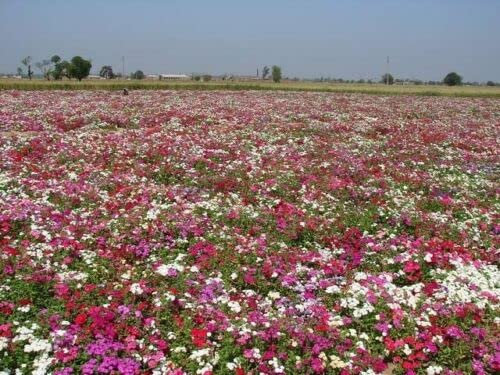 Buy4seeds Phlox DRUMONDII Beauty Mix - 100 Flower Seeds Easy to Grow Garden Yard Patio