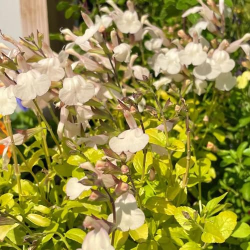 salbeisamen - kaufen, garten winterhart für draußen, für balkon steingarten, 350pcs