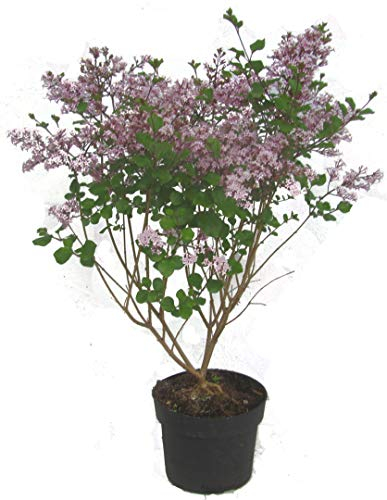 Syringa meyeri Palibin - Zwerg-Flieder Duftflieder - 23 cm Topf Höhe ca. 40 cm Zwergstrauch winterhart für Kübel, Garten