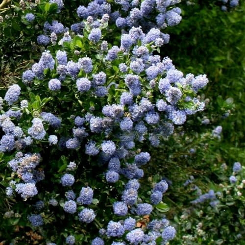 Plant Theory 40cm - 50cm Skylark Californian Lilac Ceanothus Shrub Plant 10L Pot