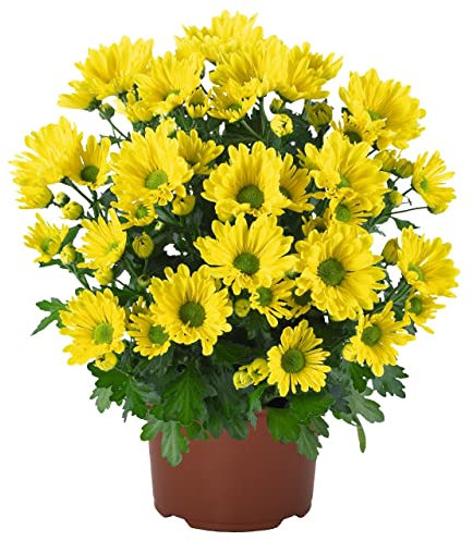 Crisantemo Amarillo | DECOALIVE | Planta Natural para Interior y Exterior | Flor Natural