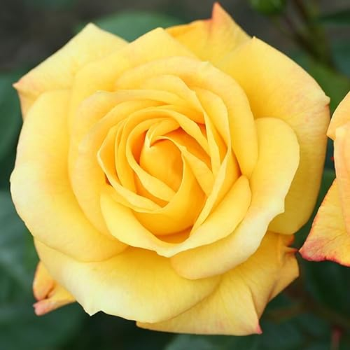 YouGarden Rose Climbing 'Arthur Bell' 4 Litre Potted