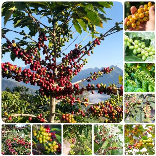 400 pcs kaffeebohnen set samen - gemüsepflanzen jungpflanzen winterharte kübelpflanzen kaffee bohnen Kaffeepflanze, kräuter pflanzen bonsai topf baumsamen gemüsepflanzen balkonpflanzen