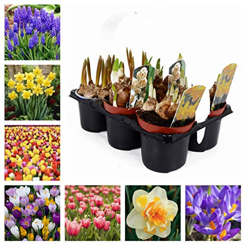 Spring Bulb Collection x 6 Growing Plants - Crocus, Daffodils, Muscari, Tulips - 9cm Plants Ready to Plant