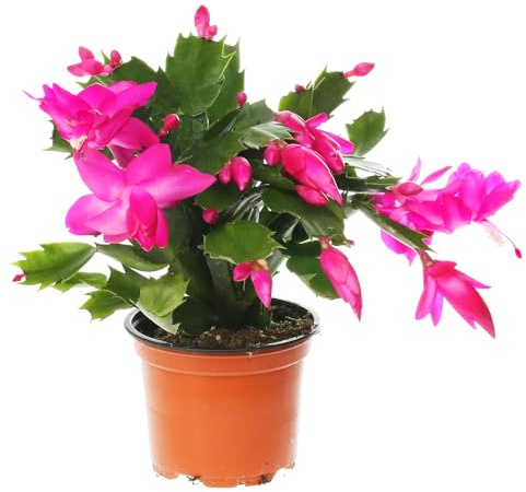 Schlumbergera o Cactus de Navidad Natural Planta de Invierno