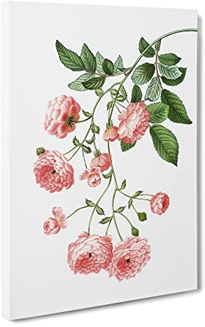 Rambler Roses By Pierre Joseph Redoute Canvas Print | Gallery Wrapped 30mm Frame Wall Art | 24x16 inches | Ready to Hang | Retro Floral Picture | Living Room Bedroom Lounge Office