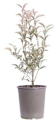 eGarden.store - Pianta vera di Ligustro Variegato o Ligustrum Japonicum Excelsum Superbum | Altezza: 40 cm - Diametro vaso: 19 cm - Cespuglio varirgato ornamentale ideale da coltivare l'esterno