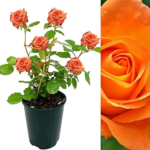Carbeth Plants 2 x Whisky Mac Rose in 3L Pots - Fragrant, Repeat Flowering Orange Blooms - Ideal for Pots, Patio & Borders