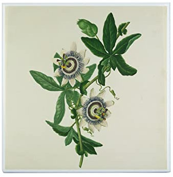 Piastrella in ceramica decorativa 20 x 20 cm - Passiflora caerulea Tavola Illustrazione Botanica Antica Fiore Esotico