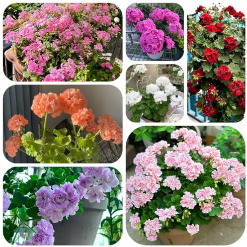 semillas de geranio de primavera, silvestres geranios pelargonios colgantes cubierta perenne resistente macizo de con 100pcs